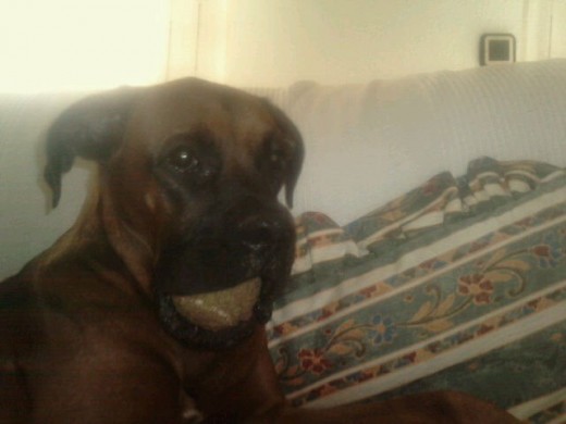 Jugando con la pelota. Boxer de 3 años de edad...le estoy buscando novia...que esta desesperado..y con las hormonas un poco...alteradas. Jugando con la pelota. Boxer de 3 años de edad...le estoy buscando novia...que esta desesperado..y con las hormonas un poco...alteradas.